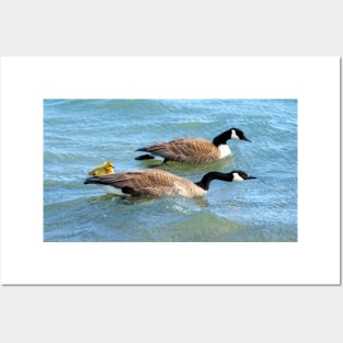 Protective Canada Geese Parents Posters and Art